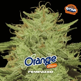 Orange Blossom > BSF Seeds